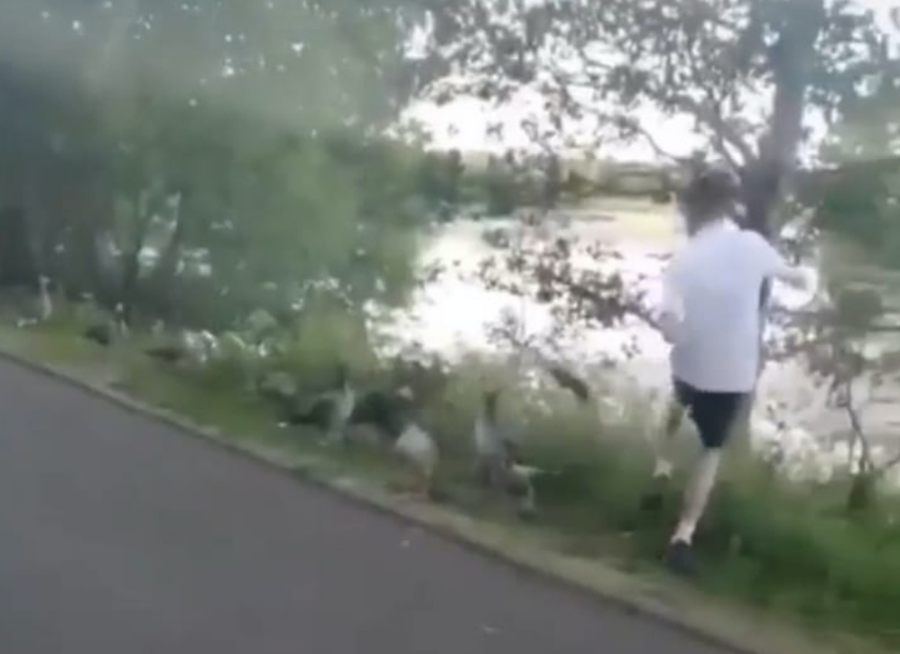VICIOUS: Youth kicks a greylag goose into the pond at Waterworks